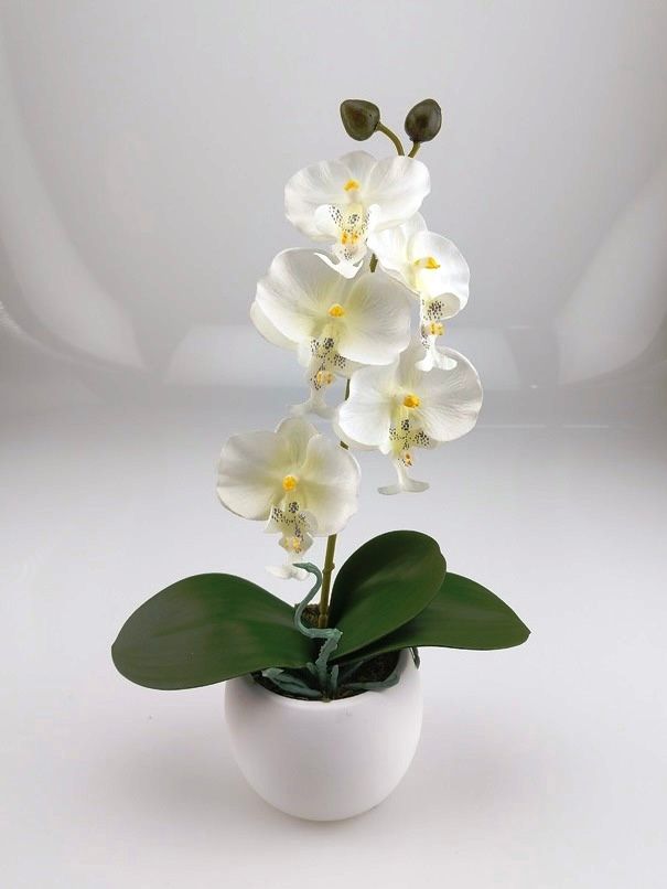 Kahnorchidee in drei Farben mit Topf weiß rund/oval