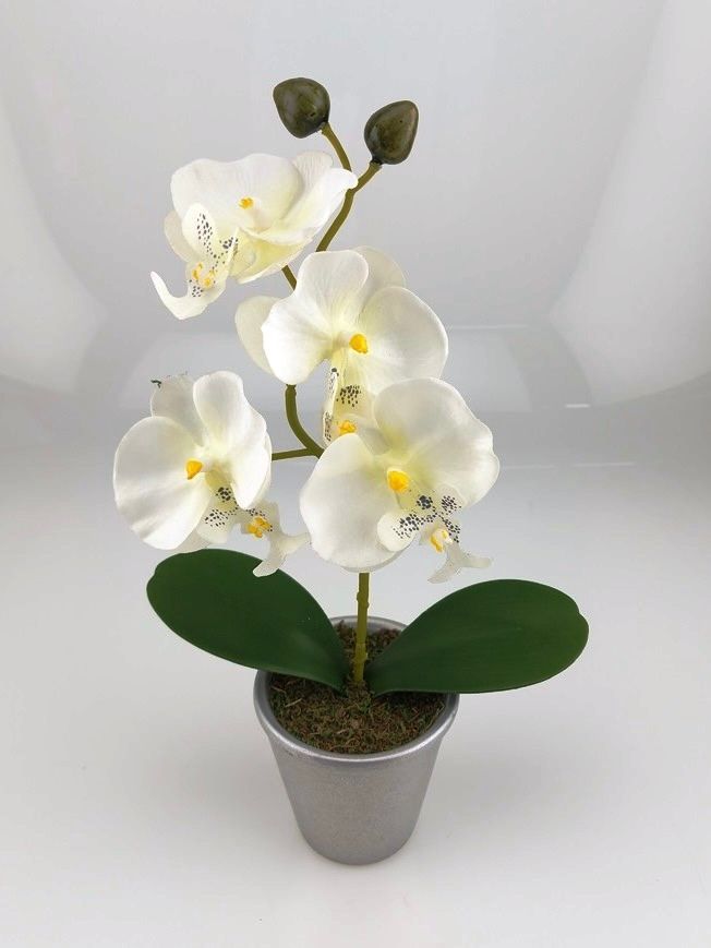 Kahnorchidee in drei Farben mit Topf Rund Silber