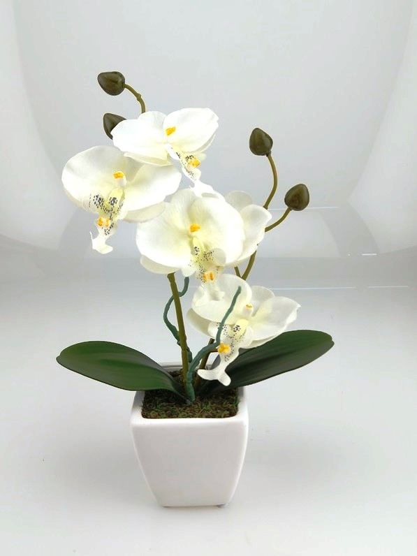 Kahnorchidee in drei Farben mit Topf weiß viereckig