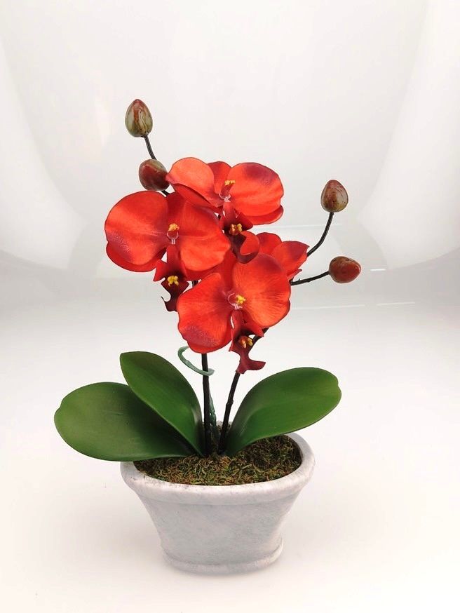 Kahnorchidee in drei Farben mit Topf Betonoptik