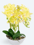Pflanzenzauber Orchideen-Arrangement