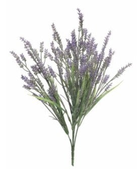 Lavendel-Busch